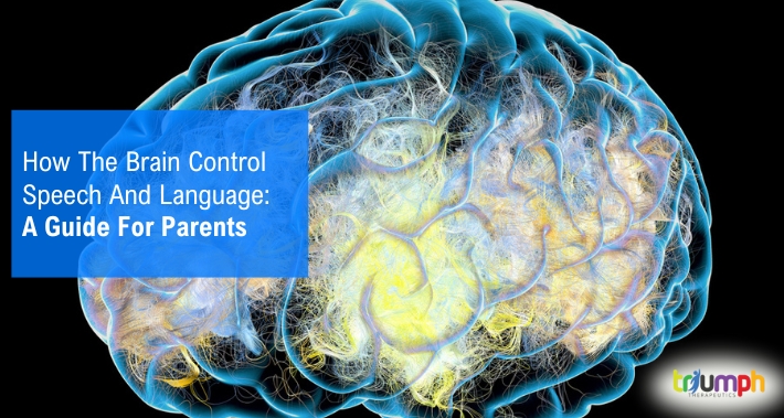How The Brain Control Speech And Language: A Guide For Parents | Triumph Therapeutics | Washington DC Pediatric Therapists